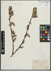Foto von Salix appendiculata Vill. x Salix caprea L.